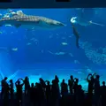 沖縄美ら海水族館の写真_1254169