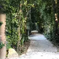 備瀬のフクギ並木の写真_1254205
