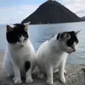 佐柳島の写真_1267819