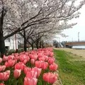 信濃川やすらぎ堤緑地の写真_130129