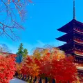 最勝院五重塔の写真_1306422