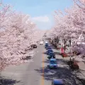 桜並木の写真_1307193