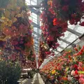 日光花いちもんめの写真_1307230