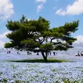 国営ひたち海浜公園の写真_1307231