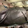 太地町立くじらの博物館の写真_1312525