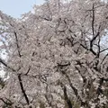 六義園の写真_1315325