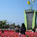 となみチューリップフェアの写真_1315807