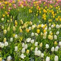 北川村「モネの庭」マルモッタンの写真_1315895