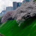 千鳥ヶ淵の写真_1323811