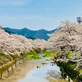 柏原川桜堤回廊の写真_1329158
