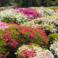 神代植物公園の写真_1336591