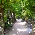 備瀬のフクギ並木の写真_1336719