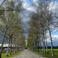 十勝牧場 白樺並木道の写真_1346011