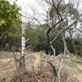 五丁展望所の写真_1371134
