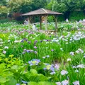 染谷花しょうぶ園の写真_1374863
