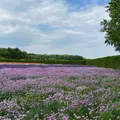 ファーム富田の写真_1376478
