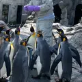 旭川市 旭山動物園の写真_1384613