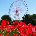 国営ひたち海浜公園の写真_141049