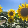 笠岡ベイファームの写真_1415991