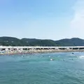 大磯海水浴場の写真_141985
