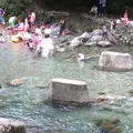 霧の森の写真_142054