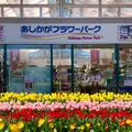あしかがフラワーパークの写真_1429758