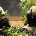 上野動物園の写真_1430022