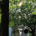 筑後市諏訪神社の写真_143316