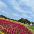 那須フラワーワールドの写真_1437810