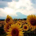 山中湖花の都公園の写真_143962