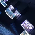 DMMかりゆし水族館の写真_1440774