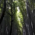 嵐山 竹林の小径の写真_144250