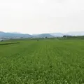トロッコ亀岡駅観光案内所の写真_144252