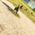 島根県立美術館の写真_144346