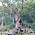 武雄の大楠の写真_1445098
