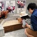 野毛山動物園の写真_146889