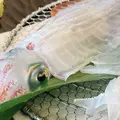 渚館きむら 唐津茶屋の写真_1469582
