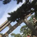 住吉大社の写真_147134