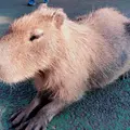 伊豆シャボテン動物公園の写真_1476729