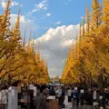 明治神宮外苑いちょう並木の写真_1497996