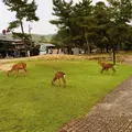 奈良公園の写真_149898