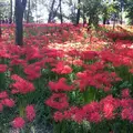 巾着田の写真_150397