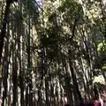 嵐山 竹林の小径の写真_151079