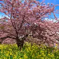河津桜並木&菜の花ロードの写真_1542338