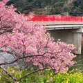 舘橋（静岡県賀茂郡河津町）の写真_1542345