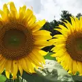 世羅高原農場の写真_154528