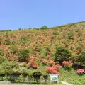 恵山つつじ公園の写真_154898