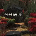 もみのき森林公園の写真_156451