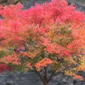 スパ羅漢の写真_156454