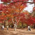 月の石もみじ公園の写真_1578302
